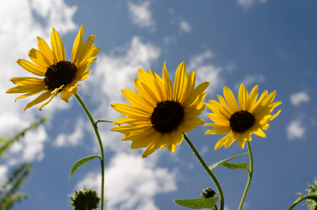 Three Sunflowers